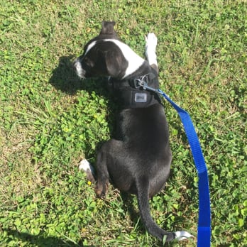 Emancipet - Veterinarians Near Me - Houston, Texas Emancipet - Veterinarians Near Me - Houston, Texas