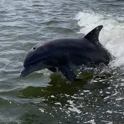 Banana River Boat Tours - Dolphins!