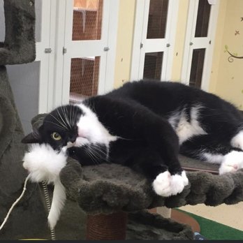 Cozy Cats Hotel - Lounging around - Pet Boarding Near Me - Cary, North Carolina