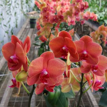 Orchids By Hausermann - Nurseries & Gardening Near Me - Villa Park, Illinois Orchids By Hausermann - Nurseries & Gardening Near Me - Villa Park, Illinois