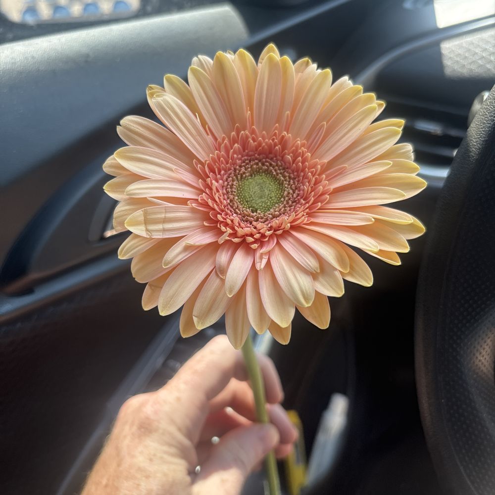 Tulsa Blossom Shoppe - A beautiful flower - Florists Near Me - Tulsa, Oklahoma Tulsa Blossom Shoppe - A beautiful flower - Florists Near Me - Tulsa, Oklahoma