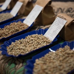 Cincinnati Coffee Festival - Pre roasted coffee beans