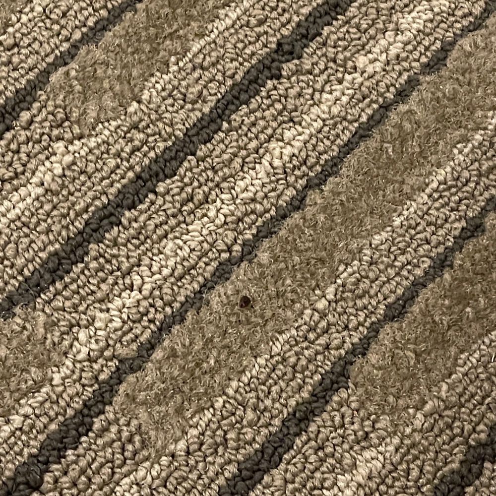 Chase Suite Hotel - Bugs in carpet - Hotels Near Me - Newark, California