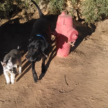 Desert Dog Training - Best friends for years. - Pet Training Near Me Desert Dog Training - Best friends for years. - Pet Training Near Me