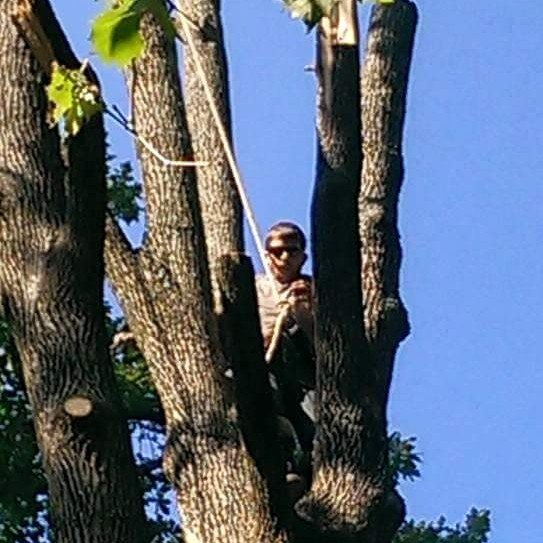 McAdams Tree and Landscaping Service - tree service in Huntington, WV