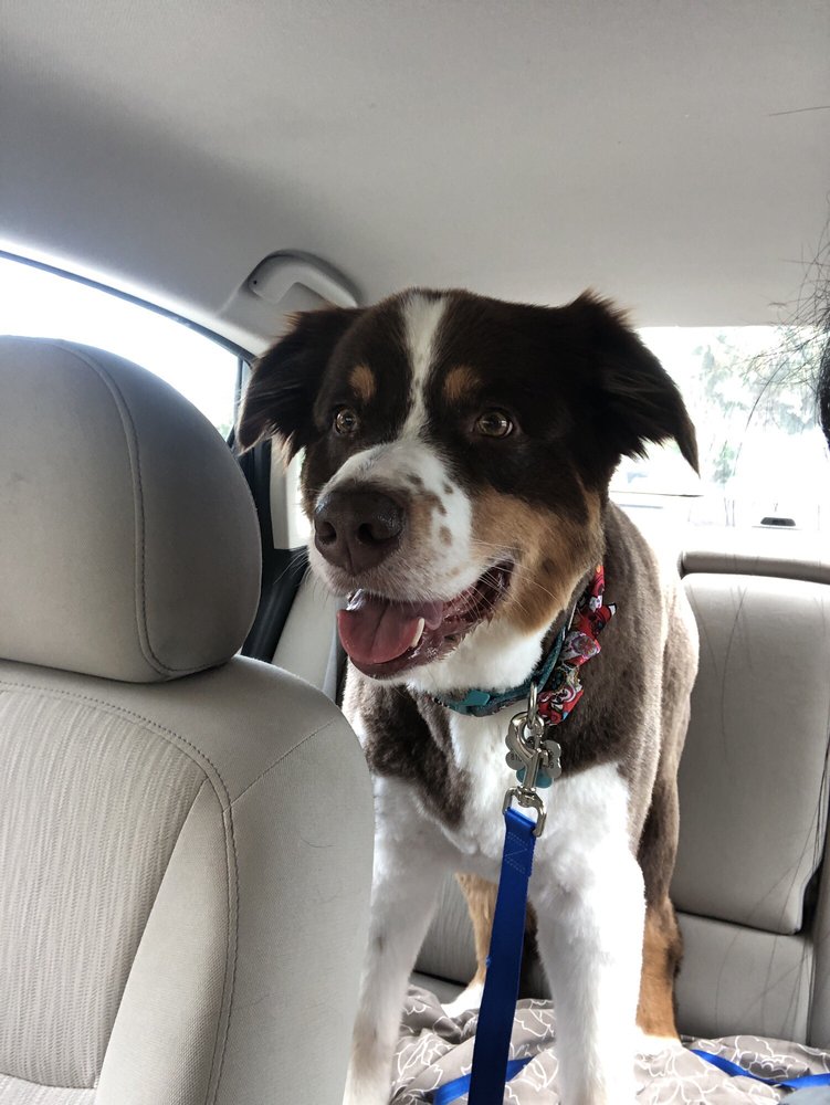 PET SPOT 63 Photos & 62 Reviews 1403 W Boynton Beach Blvd, Boynton