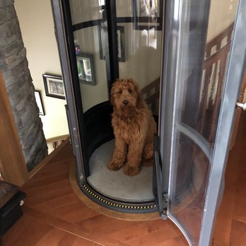 Highlands Australian Cobberdogs - Pet dog - Pet Breeders Near Me - Elizabeth, Colorado Highlands Australian Cobberdogs - Pet dog - Pet Breeders Near Me - Elizabeth, Colorado