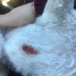 The "knick" on my dog's chest. approximately 3-4 inches long, required 3 staples