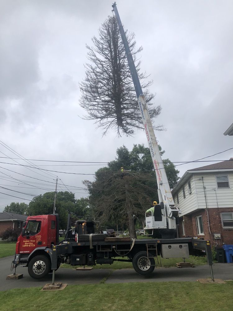 Anjoe Tree Service - tree service in Albany, NY