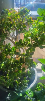 The Living Room by null