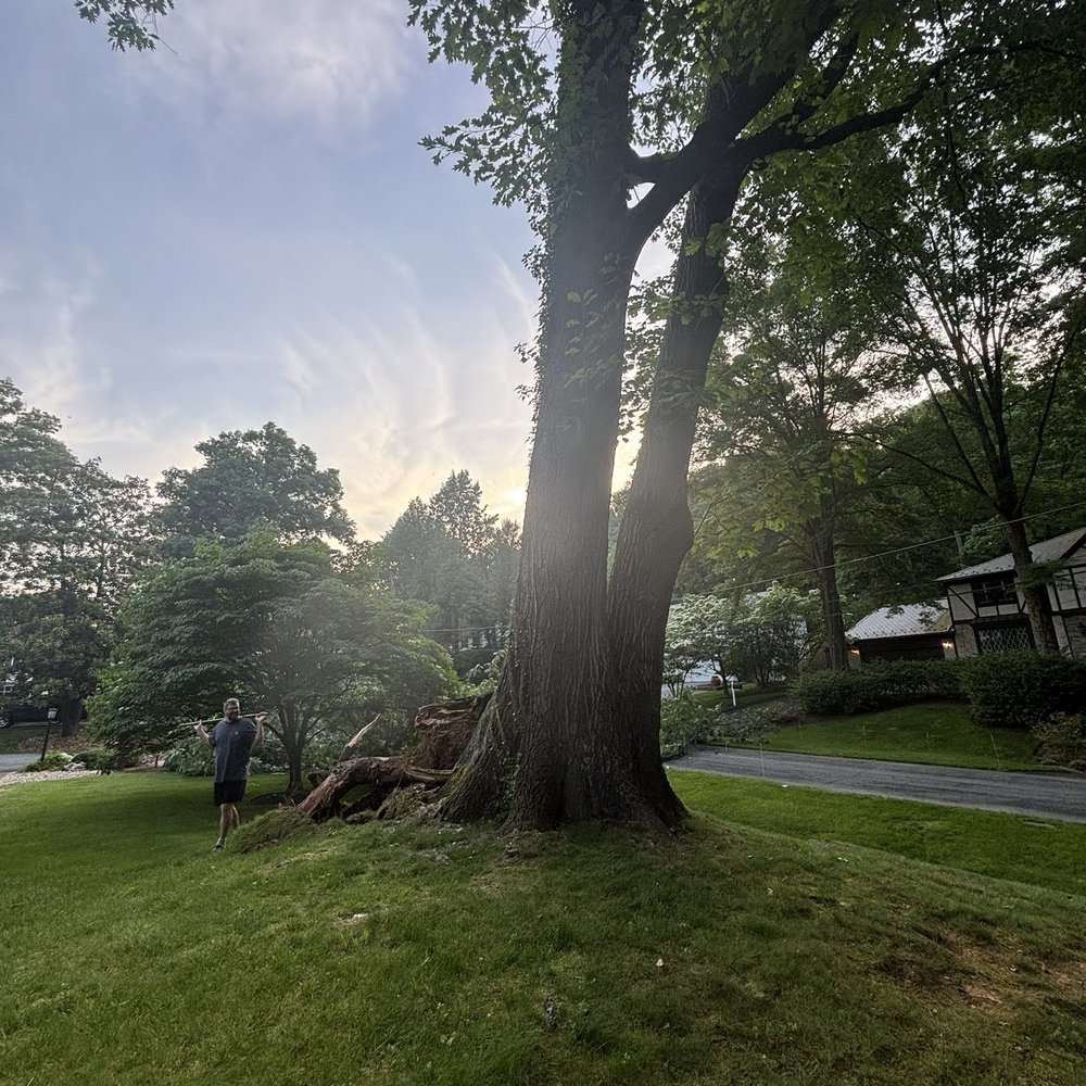 Shifflett Tree Service - Tree Services Near Me - Derwood, Maryland