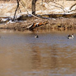 Tifft Nature Preserve - Pintails