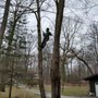 Photo of S & C Tree Service