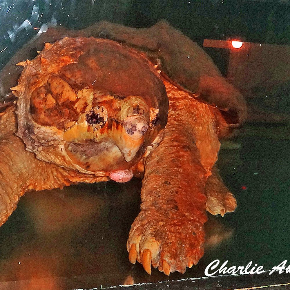 Luray Zoo - There are many reptiles at this rescue zoo. This is an Alligator Turtle. - Zoos Near Me - Luray, Virginia