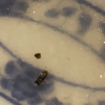 Pho Fula - Looked like a baby cockroach, maybe a beetle not sure - Vietnamese Near Me - La Habra, California