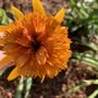 Photo of Surry Gardens