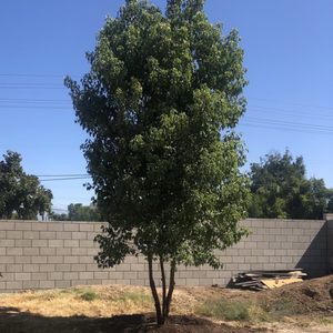 Moon Valley Nurseries 230 Photos 120 Reviews Nurseries Gardening 3000 B St La Verne Ca United States Phone Number Yelp