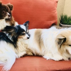 paws grooming spa staten island