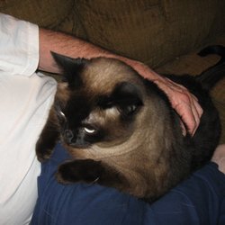 Affordable Pet Sitting