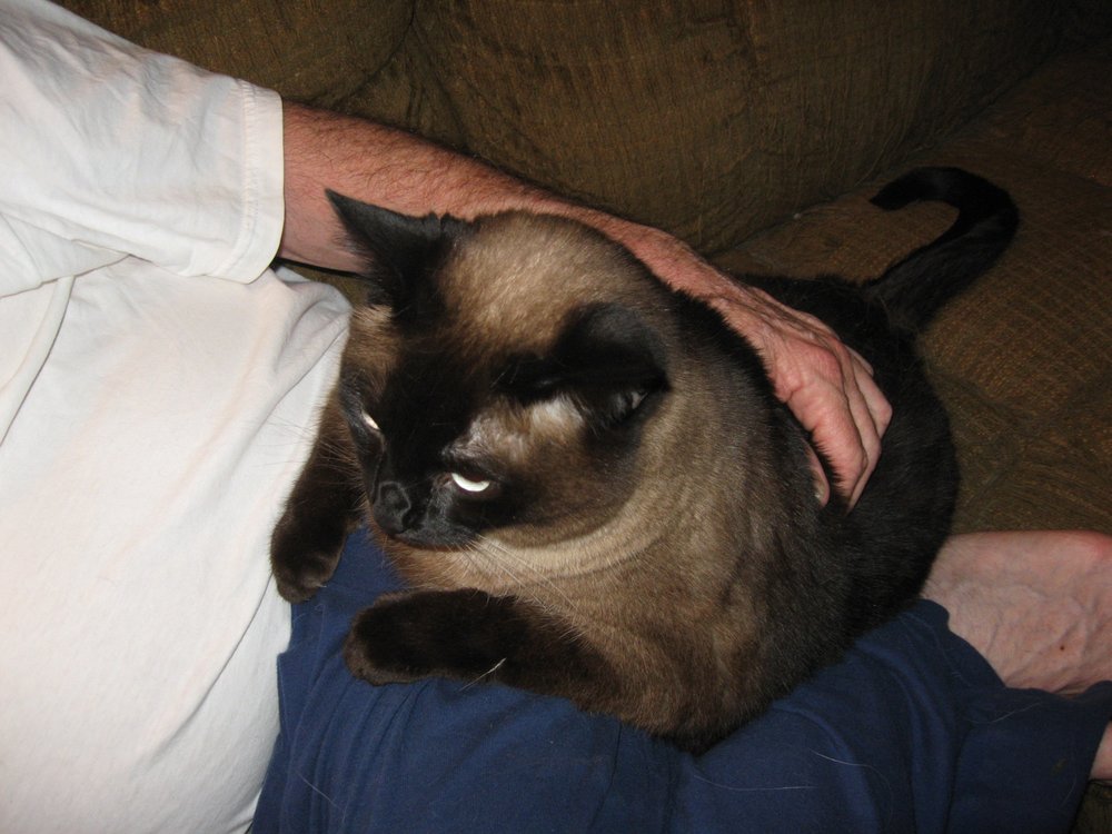 AFFORDABLE PET SITTING 175 Jep Wheeler Rd, Woodstock, Pet