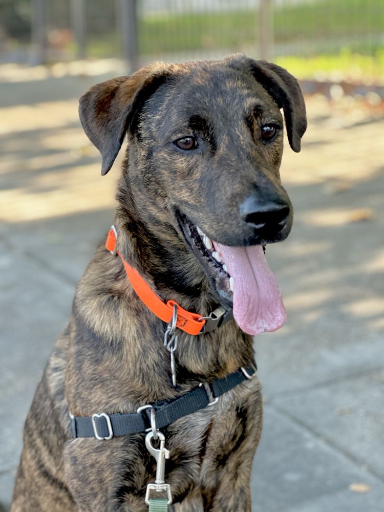 Kids with Paws - pet boarding facility in New Orleans, LA