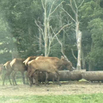 Hidden Valley Animal Adventure - Zoos Near Me - Varysburg, New York