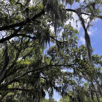 Louisiana Tour - Kissing trees in the Bayou. - Tours Near Me - Marrero, Louisiana Louisiana Tour - Kissing trees in the Bayou. - Tours Near Me - Marrero, Louisiana