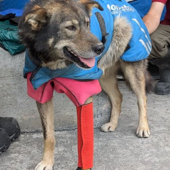 Turning Heads Kennel - Gear demo - Tours Near Me - Seward, Alaska Turning Heads Kennel - Gear demo - Tours Near Me - Seward, Alaska