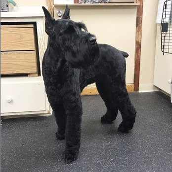 True Vibes Unleashed - Addy, Giant Schnauzer - Pet Groomers Near Me - Shaker Heights, Ohio True Vibes Unleashed - Addy, Giant Schnauzer - Pet Groomers Near Me - Shaker Heights, Ohio