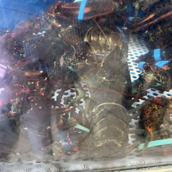 Sam's Chowder House - Lobster tank (I didn't get lobster) but I think they catch these and cook it - Seafood Near Me - Half Moon Bay, California Sam's Chowder House - Lobster tank (I didn't get lobster) but I think they catch these and cook it - Seafood Near Me - Half Moon Bay, California