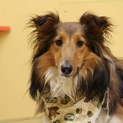 Tranquility Veterinary Clinic