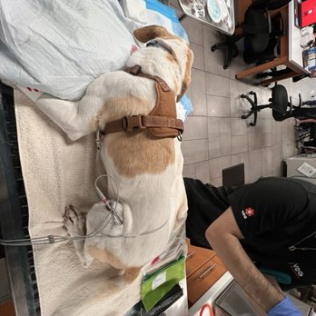 VEG ER for Pets - Stella in recovery mode from anethesia - Emergency Pet Hospital Near Me - Lynnwood, Washington VEG ER for Pets - Stella in recovery mode from anethesia - Emergency Pet Hospital Near Me - Lynnwood, Washington