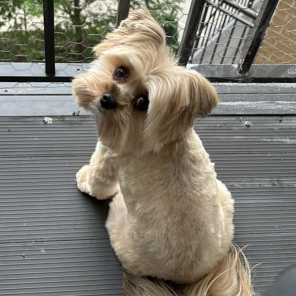 Our precious 5 1/2 year old Wrigley. Our precious 5 1/2 year old Wrigley.