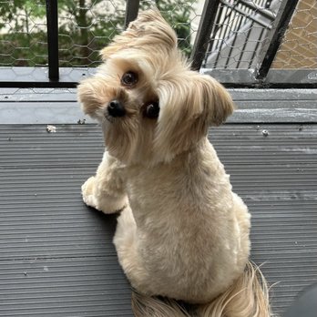 EVS Pet Urgent Care - Our precious 5 1/2 year old Wrigley. - Veterinarians Near Me - Northbrook, Illinois EVS Pet Urgent Care - Our precious 5 1/2 year old Wrigley. - Veterinarians Near Me - Northbrook, Illinois