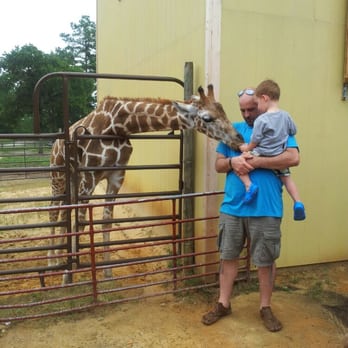 Aloha Safari Park - Stretch being fed - Zoos Near Me - Cameron, North Carolina Aloha Safari Park - Stretch being fed - Zoos Near Me - Cameron, North Carolina
