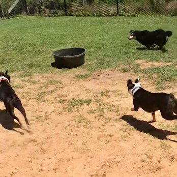 Dogs At Dolphins View - Pet Sitting Near Me - Galveston, Texas Dogs At Dolphins View - Pet Sitting Near Me - Galveston, Texas