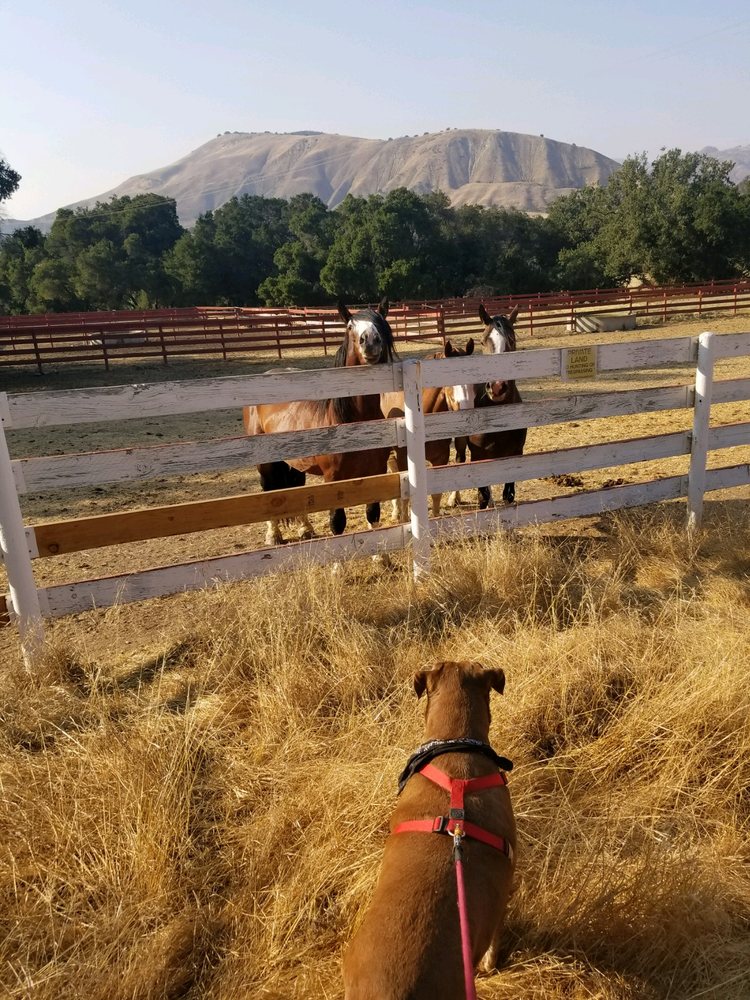 Sun Dog Wrangling - equestrian in Hazard, CA