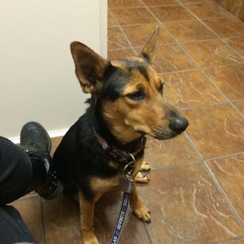 Abrams Forest Veterinary Clinic - Veterinarians Near Me - Dallas, Texas