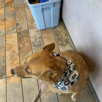 Spotted Dog Pet Grooming - Pet Groomers Near Me - Puyallup, Washington Spotted Dog Pet Grooming - Pet Groomers Near Me - Puyallup, Washington