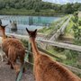 Photo of Bobcat Alpacas