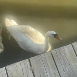 Nightingales Motel & Marina