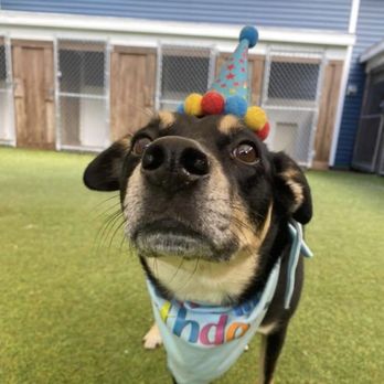 Paws ‘N’ Play - Pet - Pet Training Near Me - Dartmouth, Massachusetts Paws ‘N’ Play - Pet - Pet Training Near Me - Dartmouth, Massachusetts