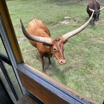 Wild Country Safari Park - Longhorn - Zoos Near Me - Epps, Louisiana Wild Country Safari Park - Longhorn - Zoos Near Me - Epps, Louisiana