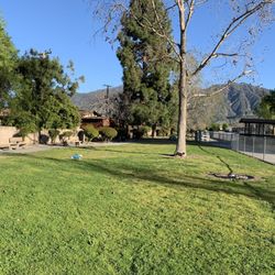 Sierra Madre Dog Park - Much greener after all this rain.