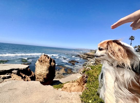 Sunset Cliffs Coastal Trail (Linear Park) by null