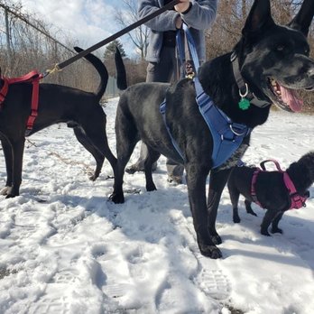 Rexpointe Kennels - Complimentary daily walk #1 - Pet Sitting Near Me - Troy, Michigan