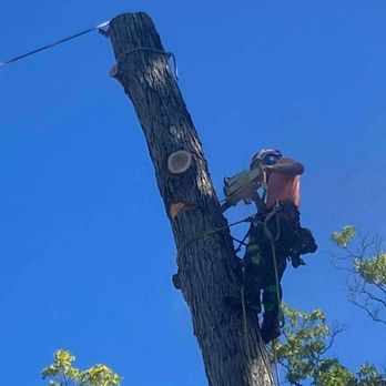 Timber Chip Tree Service - Tree Services Near Me Timber Chip Tree Service - Tree Services Near Me