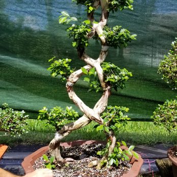 Best Bonsai - https://best-bonsai.com - Nurseries & Gardening Near Me - Hallandale, Florida Best Bonsai - https://best-bonsai.com - Nurseries & Gardening Near Me - Hallandale, Florida