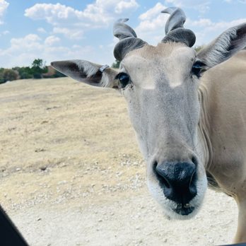 Aggieland Safari - Bigger deer looking animal - Zoos Near Me - Bryan, Texas