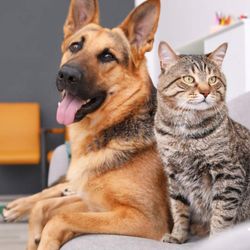 CBD Remedies - CBD for our furry friends!